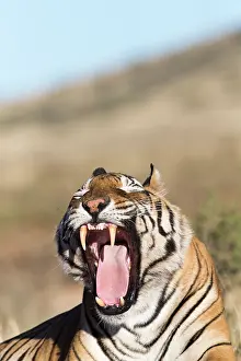 280820: Afrique du Sud, Rsserve privse, Tigre du Bengale