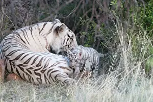 280820: Afrique du Sud, Rsserve privse, Tigre du Bengale