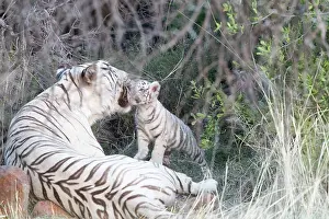 280820: Afrique du Sud, Rsserve privse, Tigre du Bengale