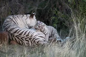 280820: Afrique du Sud, Rsserve privse, Tigre du Bengale