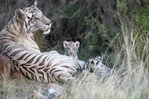 280820: Afrique du Sud, Rsserve privse, Tigre du Bengale