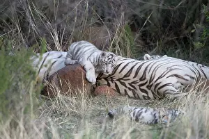 280820: Afrique du Sud, Rsserve privse, Tigre du Bengale