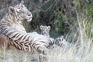 280820: Afrique du Sud, Rsserve privse, Tigre du Bengale