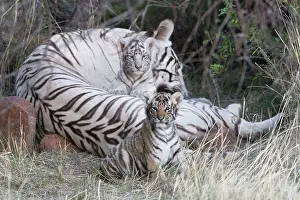280820: Afrique du Sud, Rsserve privse, Tigre du Bengale