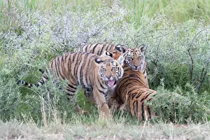 280820: Afrique du Sud, Rsserve privse, Tigre du Bengale