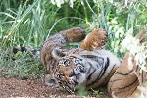 280820: Afrique du Sud, Rsserve privse, Tigre du Bengale