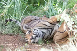 280820: Afrique du Sud, Rsserve privse, Tigre du Bengale