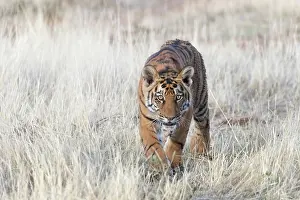 280820: Afrique du Sud, Rsserve privse, Tigre du Bengale