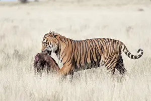 280820: Afrique du Sud, Rsserve privse, Tigre du Bengale