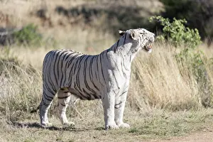 280820: Afrique du Sud, Rsserve privse, Tigre du Bengale