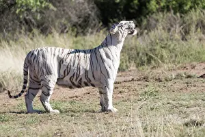 280820: Afrique du Sud, Rsserve privse, Tigre du Bengale
