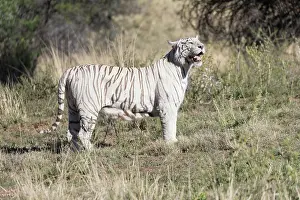 280820: Afrique du Sud, Rsserve privse, Tigre du Bengale