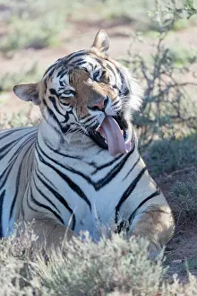 280820: Afrique du Sud, Rsserve privse, Tigre du Bengale