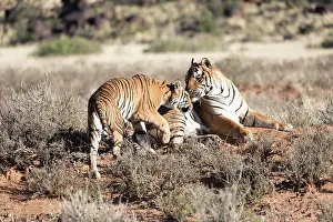 280820: Afrique du Sud, Rsserve privse, Tigre du Bengale