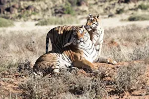 280820: Afrique du Sud, Rsserve privse, Tigre du Bengale