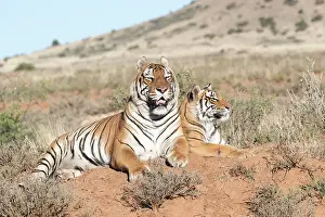 280820: Afrique du Sud, Rsserve privse, Tigre du Bengale