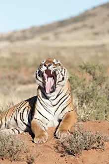 280820: Afrique du Sud, Rsserve privse, Tigre du Bengale