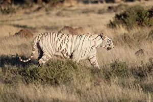 280820: Afrique du Sud, Rsserve privse, Tigre du Bengale
