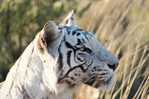 280820: Afrique du Sud, Rsserve privse, Tigre du Bengale