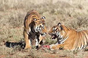 280820: Afrique du Sud, Rsserve privse, Tigre du Bengale