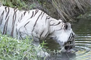 280820: Afrique du Sud, Rsserve privse, Tigre du Bengale