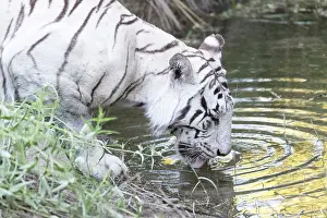 280820: Afrique du Sud, Rsserve privse, Tigre du Bengale