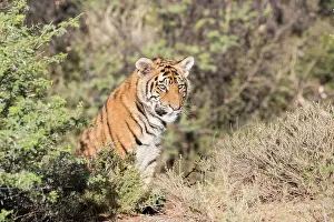 280820: Afrique du Sud, Rsserve privse, Tigre du Bengale