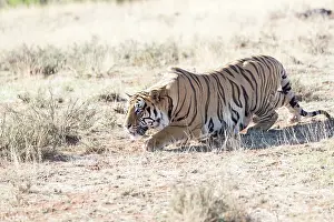280820: Afrique du Sud, Rsserve privse, Tigre du Bengale