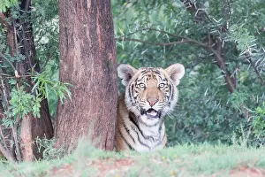 280820: Afrique du Sud, Rsserve privse, Tigre du Bengale