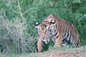 280820: Afrique du Sud, Rsserve privse, Tigre du Bengale