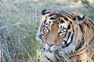 280820: Afrique du Sud, Rsserve privse, Tigre du Bengale