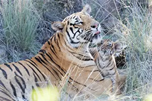 280820: Afrique du Sud, Rsserve privse, Tigre du Bengale