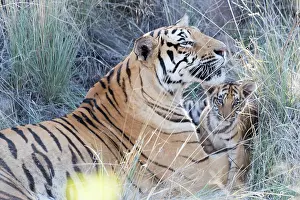 280820: Afrique du Sud, Rsserve privse, Tigre du Bengale