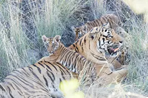 280820: Afrique du Sud, Rsserve privse, Tigre du Bengale