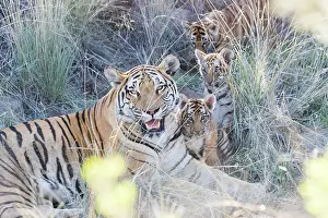 280820: Afrique du Sud, Rsserve privse, Tigre du Bengale