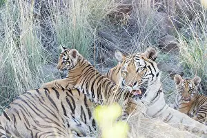 280820: Afrique du Sud, Rsserve privse, Tigre du Bengale