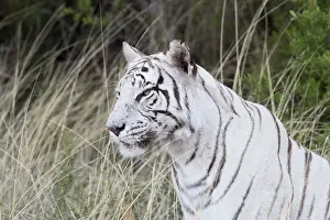 280820: Afrique du Sud, Rsserve privse, Tigre du Bengale