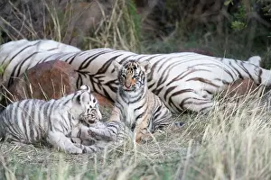 280820: Afrique du Sud, Rsserve privse, Tigre du Bengale