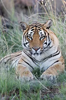 280820: Afrique du Sud, Rsserve privse, Tigre du Bengale