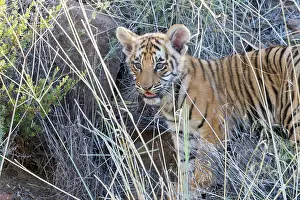 280820: Afrique du Sud, Rsserve privse, Tigre du Bengale