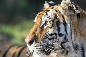 280820: Afrique du Sud, Rsserve privse, Tigre du Bengale