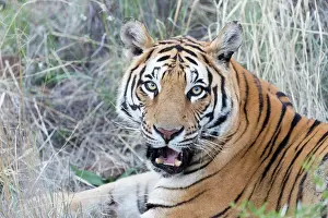 280820: Afrique du Sud, Rsserve privse, Tigre du Bengale