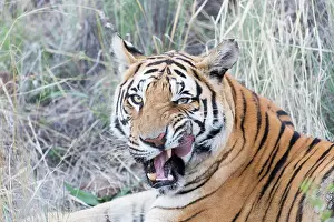 280820: Afrique du Sud, Rsserve privse, Tigre du Bengale