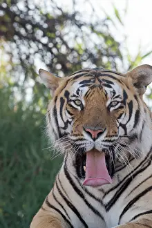 280820: Afrique du Sud, Rsserve privse, Tigre du Bengale