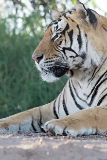 280820: Afrique du Sud, Rsserve privse, Tigre du Bengale