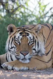 280820: Afrique du Sud, Rsserve privse, Tigre du Bengale