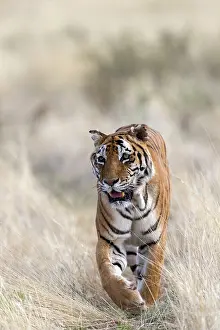 Upper: Afrique du Sud, Rsserve privse, Tigre du Bengale