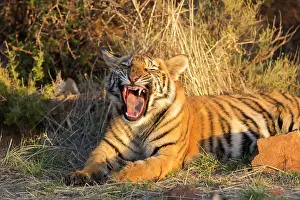 Upper: Afrique du Sud, Rsserve privse, Tigre du Bengale