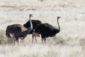 Grand: Afrique du Sud, Upper Karoo, Autruche do'nAfrique