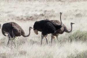 Grand: Afrique du Sud, Upper Karoo, Autruche do'nAfrique